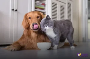 Planos de saúde para pets: cuidados essenciais que você precisa saber
