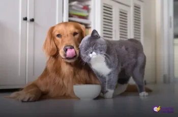 Planos de saúde para pets: cuidados essenciais que você precisa saber