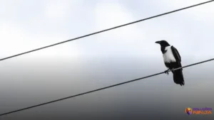 Por que pássaros não tomam choque em fios elétricos?