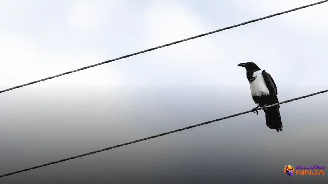 Por que pássaros não tomam choque em fios elétricos? Por que pássaros não tomam choque em fios elétricos?