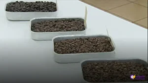 Torra de café: descubra as diferenças entre clara, média, escura e extraforte