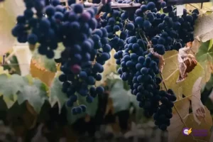 Aprenda sobre o cultivo de uva com as dicas da Embrapa