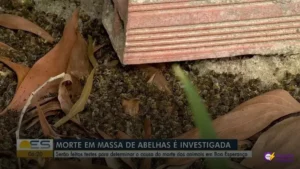 Mortandade de abelhas no ES levanta suspeitas sobre agrotóxicos