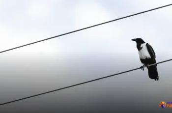 Por que pássaros não tomam choque em fios elétricos?