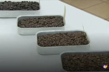 Torra de café: descubra as diferenças entre clara, média, escura e extraforte