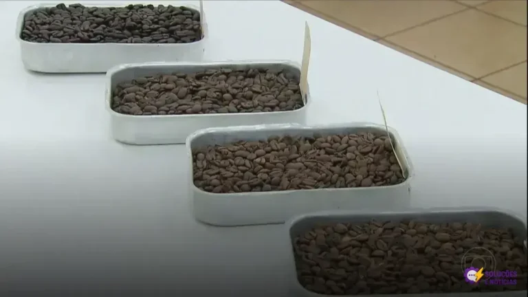 Torra de café: descubra as diferenças entre clara, média, escura e extraforte Torra de café: descubra as diferenças entre clara, média, escura e extraforte
